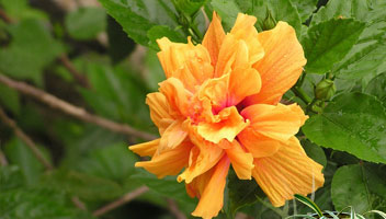 Fleur d'hybiscus provenant de nos jardins biologiques Fleur d'hybiscus provenant de nos jardins biologiques