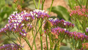 Statice Pezzani cultivées dans les Jardins de l'Elephant