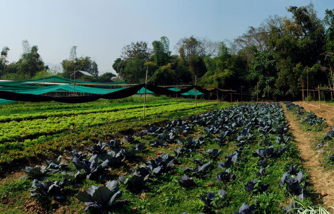 The organic gardens of the Elephant restaurant