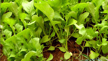 The Roquette from our gardens