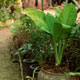 La nurserie des jardins de l'Elephant à quelques kilomètres du centre villede Luang Prabang